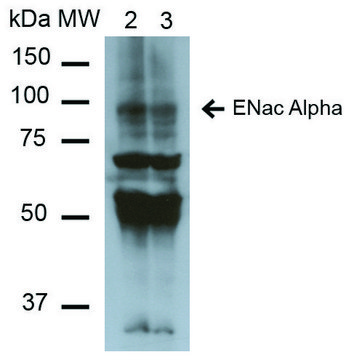 Monoclonal Anti-ENaC alpha-FITC antibody produced in mouse clone 2G4