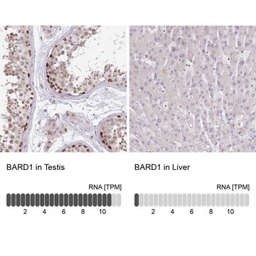 Anti-BARD1 antibody produced in rabbit Prestige Antibodies&#174; Powered by Atlas Antibodies, affinity isolated antibody, buffered aqueous glycerol solution