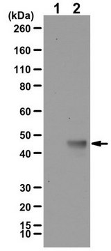 抗K-Ras4A抗体，同种型特异性 from rabbit, purified by affinity chromatography