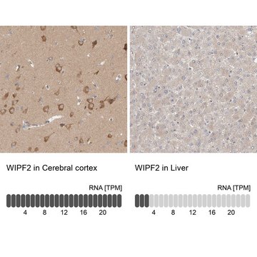 Anti-WIPF2 antibody produced in rabbit Prestige Antibodies&#174; Powered by Atlas Antibodies, affinity isolated antibody, buffered aqueous glycerol solution, Ab3