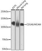 Anti-CD146/MCAM antibody produced in rabbit