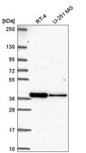 Anti-DTWD2 antibody produced in rabbit Prestige Antibodies® Powered by Atlas Antibodies, affinity isolated antibody