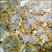 Anti-phospho-NMDAR1 (pSer890) antibody produced in rabbit affinity isolated antibody