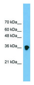 Anti-FRZB antibody produced in rabbit affinity isolated antibody