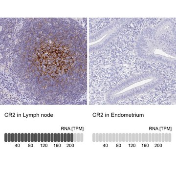 Anti-CR2 antibody produced in rabbit Prestige Antibodies&#174; Powered by Atlas Antibodies, affinity isolated antibody, buffered aqueous glycerol solution