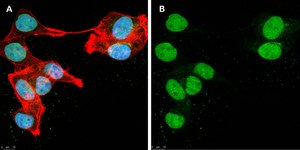 Anti-DOCK11 Antibody, clone 1F11 ZooMAb® Rabbit Monoclonal recombinant, expressed in HEK 293 cells