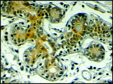 Anti-KL antibody produced in goat affinity isolated antibody, buffered aqueous solution
