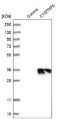 Anti-C1QTNF6 antibody produced in rabbit Prestige Antibodies® Powered by Atlas Antibodies, affinity isolated antibody, buffered aqueous glycerol solution