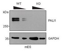 Anti-LCoR (Splice Variant) from rabbit