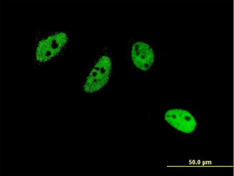 Monoclonal Anti-CREM antibody produced in mouse clone 3B5, purified immunoglobulin, buffered aqueous solution