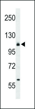 ANTI-CD49F(C-TERMINAL) antibody produced in rabbit purified immunoglobulin, buffered aqueous solution