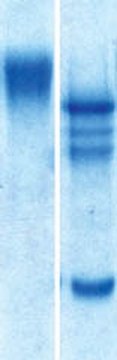 Neural Cell Adhesion Molecule, chicken