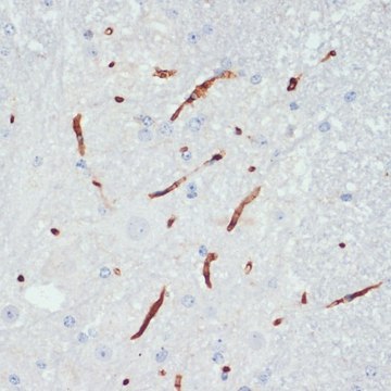 Anti-Phospho-eNOS-S1177 antibody produced in rabbit