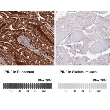 Anti-LPIN2 antibody produced in rabbit Prestige Antibodies&#174; Powered by Atlas Antibodies, affinity isolated antibody, buffered aqueous glycerol solution