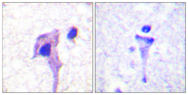 Anti-Synapsin1 antibody produced in rabbit affinity isolated antibody