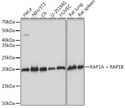 Anti-RAP1A + RAP1B Antibody, clone 6C7G0, Rabbit Monoclonal