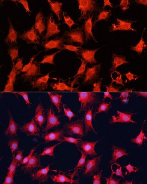 Anti-mTOR antibody produced in rabbit