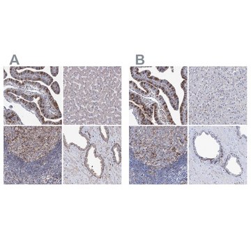 Anti-TMEM173 antibody produced in rabbit Prestige Antibodies&#174; Powered by Atlas Antibodies, affinity isolated antibody, buffered aqueous glycerol solution