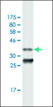 Monoclonal Anti-PEX3, (C-terminal) antibody produced in mouse clone 3C2, purified immunoglobulin, buffered aqueous solution