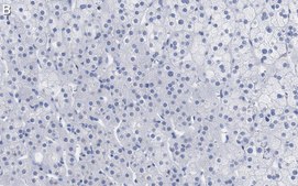 Anti-PTRH1 Antibody, clone 3O6 ZooMAb® Rabbit Monoclonal recombinant, expressed in HEK 293 cells