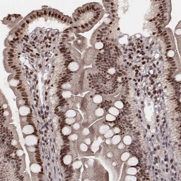 Anti-VRK3 antibody produced in rabbit Prestige Antibodies&#174; Powered by Atlas Antibodies, affinity isolated antibody