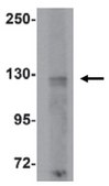 Anti-TMEM16B Antibody from rabbit, purified by affinity chromatography