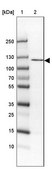 Anti-ADAM19 antibody produced in rabbit Prestige Antibodies® Powered by Atlas Antibodies, affinity isolated antibody, buffered aqueous glycerol solution