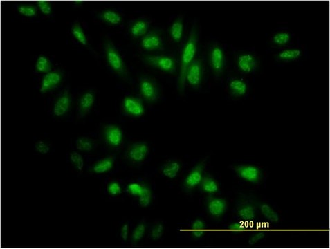 Monoclonal Anti-NR0B1, (C-terminal) antibody produced in mouse clone 1F10, purified immunoglobulin, buffered aqueous solution