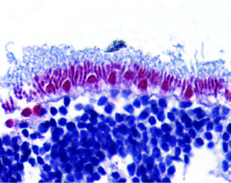 Anti-AIF antibody produced in rabbit affinity isolated antibody