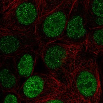 Anti-Jund Antibody Produced In Rabbit Prestige Antibodies&#174; Powered by Atlas Antibodies, affinity isolated antibody, buffered aqueous glycerol solution