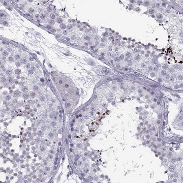 Anti-DMRT3 antibody produced in rabbit Prestige Antibodies&#174; Powered by Atlas Antibodies, affinity isolated antibody