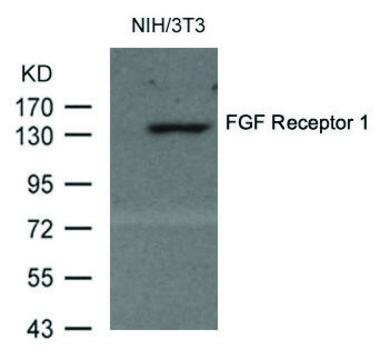 抗-FGFR1 (Ab-154) 兔抗 affinity isolated antibody