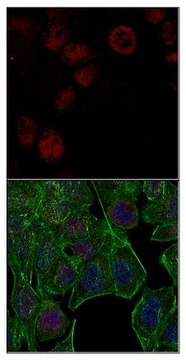 Anti-unmethylated Histone H3 (Lys9) Antibody, clone 9B1-2G6, Alexa Fluor&#8482; 647 Conjugate clone 9B1-2G6, from mouse, ALEXA FLUOR&#8482; 647