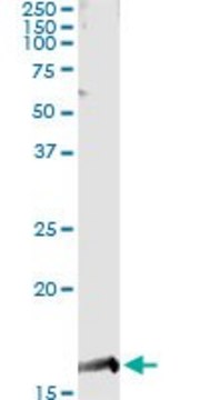 Monoclonal Anti-PTGES antibody produced in mouse clone 2B9, purified immunoglobulin, buffered aqueous solution