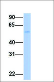 Anti-FGG antibody produced in rabbit affinity isolated antibody
