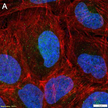 Anti-KEAP1 Antibody, clone 3B9 ZooMAb&#174; Rabbit Monoclonal recombinant, expressed in HEK 293 cells