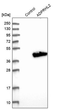 Anti-ADPRHL2 antibody produced in rabbit Prestige Antibodies&#174; Powered by Atlas Antibodies, affinity isolated antibody, buffered aqueous glycerol solution