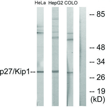 Anti-p27 KIP1 antibody produced in rabbit affinity isolated antibody