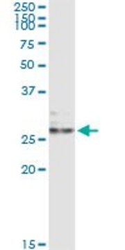 Monoclonal Anti-EFNA3 antibody produced in mouse clone 1C12, purified immunoglobulin, buffered aqueous solution