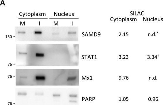 Anti-SAMD9 antibody produced in rabbit Prestige Antibodies&#174; Powered by Atlas Antibodies, affinity isolated antibody, buffered aqueous glycerol solution, Ab1