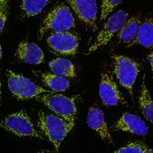 Anti-mS2i6A Antibody, clone CL-3 clone CL-3, from mouse