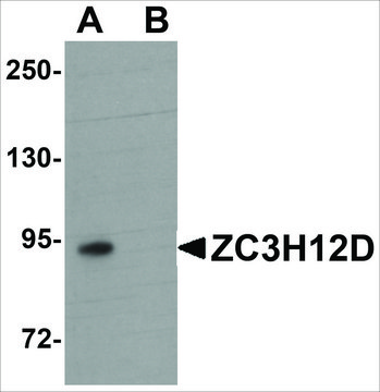 Anti-ZC3H12D antibody produced in rabbit affinity isolated antibody, buffered aqueous solution