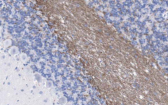 Anti-MAG Antibody, clone 513 ZooMAb&#174; Mouse Monoclonal recombinant, expressed in HEK 293 cells