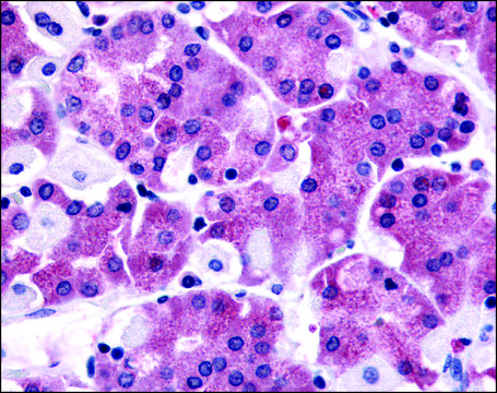 Anti-SLC7A11 antibody produced in rabbit affinity isolated antibody