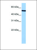 Anti-NUP50 antibody produced in rabbit affinity isolated antibody