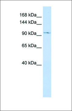 Anti-TRPC6 antibody produced in rabbit affinity isolated antibody