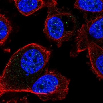 Anti-FBXL3 antibody produced in rabbit Prestige Antibodies&#174; Powered by Atlas Antibodies, affinity isolated antibody