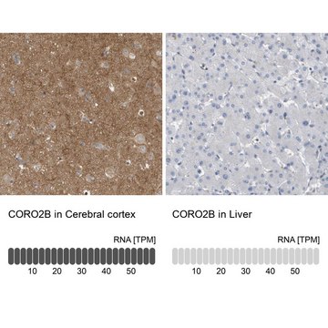 抗-CORO2B 兔抗 Prestige Antibodies&#174; Powered by Atlas Antibodies, affinity isolated antibody, buffered aqueous glycerol solution