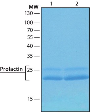 催乳素 人 human, recombinant, expressed in HEK 293 cells