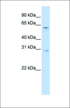 Anti-REC8 antibody produced in rabbit affinity isolated antibody